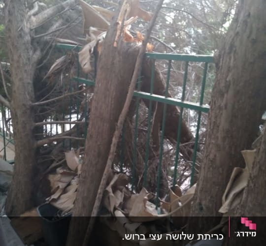 ענפים שבורים ועץ גזום ליד גדר מתכת ירוקה